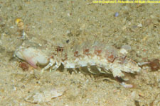 mantis shrimp out